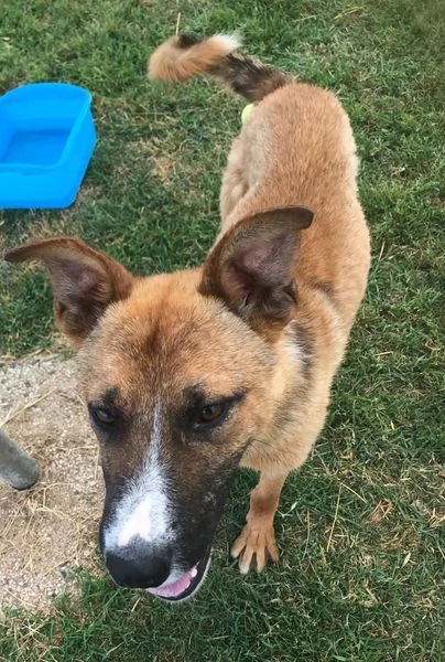 VAN, cucciolone con una stella sul dorso | Foto 1