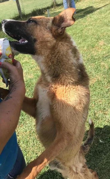 VAN, cucciolone con una stella sul dorso | Foto 0