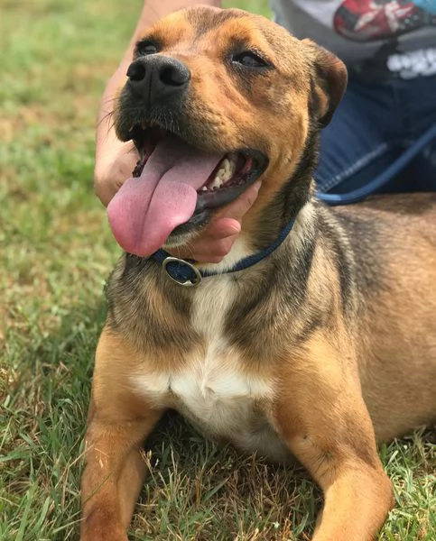 Mango, il cagnolino che si mette in posa | Foto 6