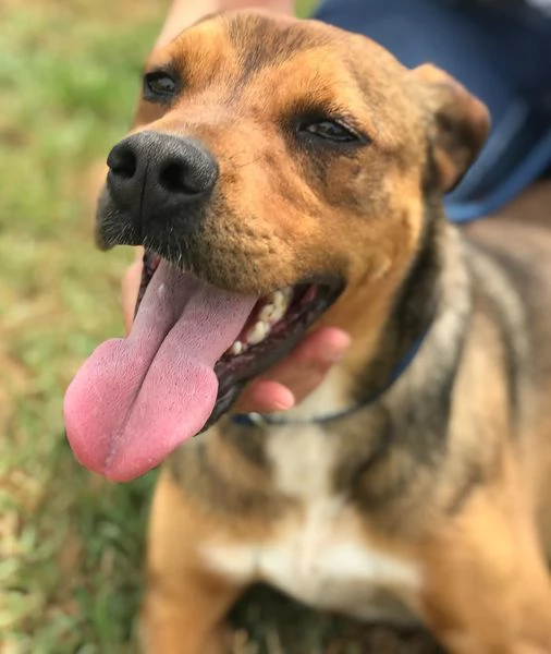 Mango, il cagnolino che si mette in posa | Foto 5