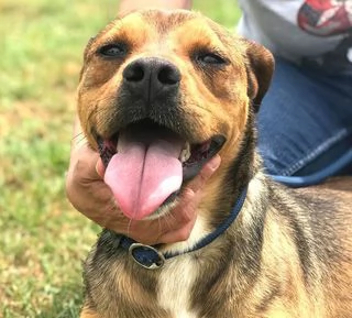 Mango, il cagnolino che si mette in posa