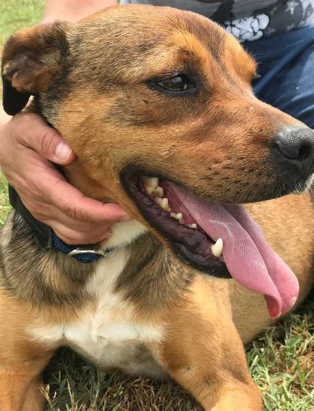 Mango, il cagnolino che si mette in posa | Foto 4