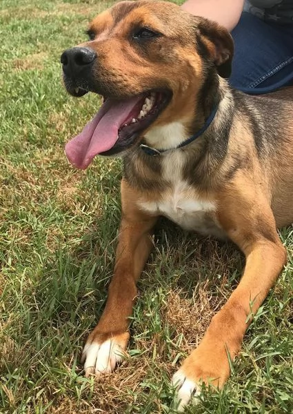 Mango, il cagnolino che si mette in posa | Foto 3