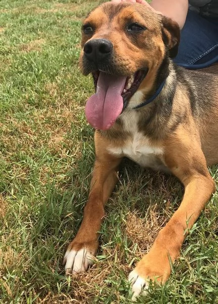 Mango, il cagnolino che si mette in posa | Foto 2