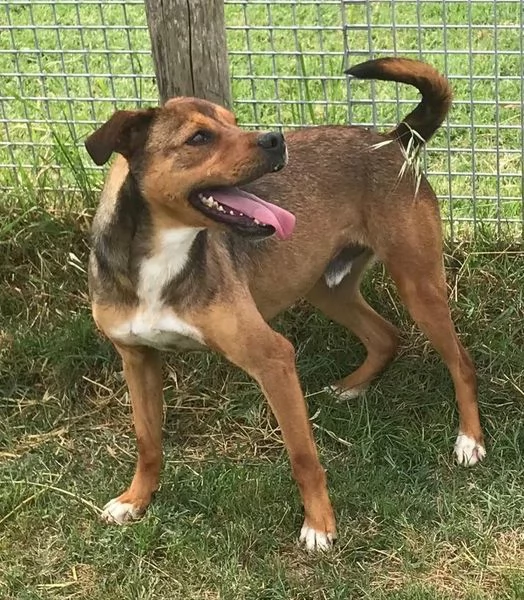 Mango, il cagnolino che si mette in posa | Foto 1