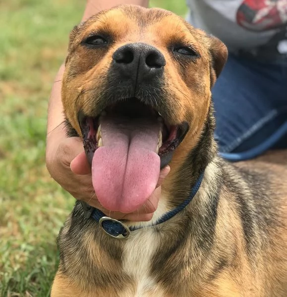 Mango, il cagnolino che si mette in posa | Foto 0