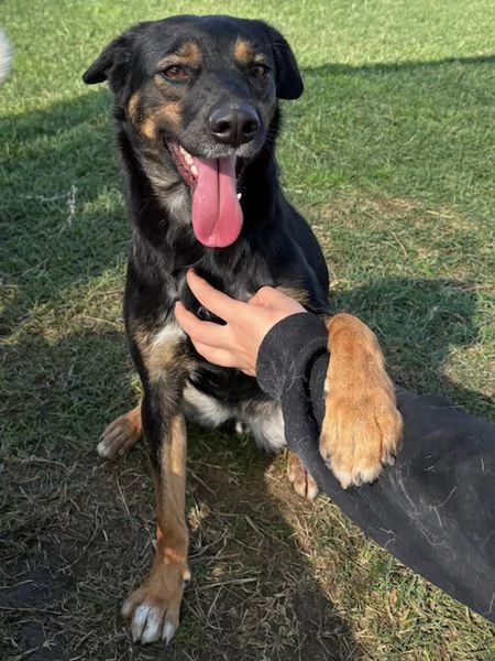 Tac, giovanissima, piccola e dolce | Foto 5