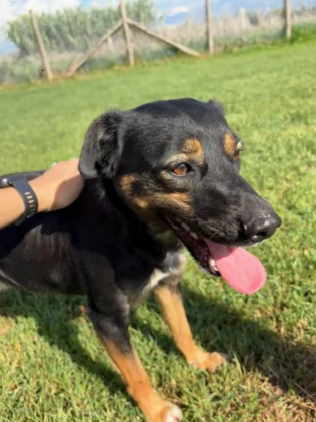 Tac, giovanissima, piccola e dolce | Foto 4