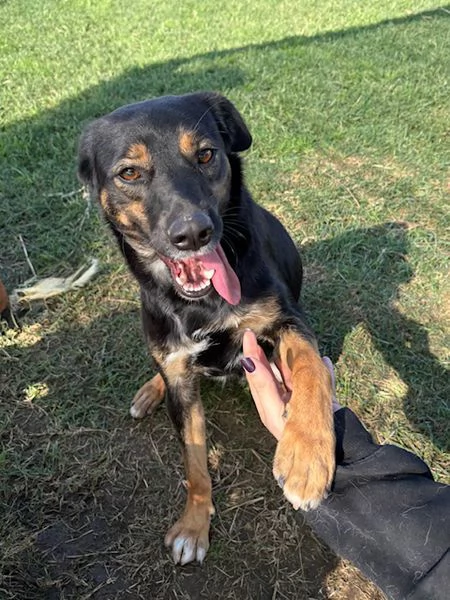 Tac, giovanissima, piccola e dolce | Foto 2