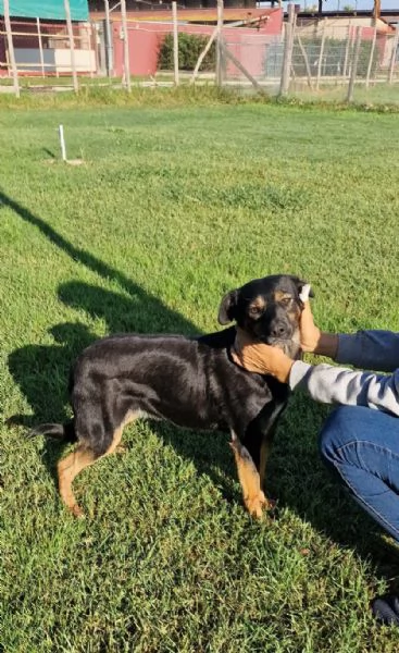 Tac, giovanissima, piccola e dolce | Foto 1