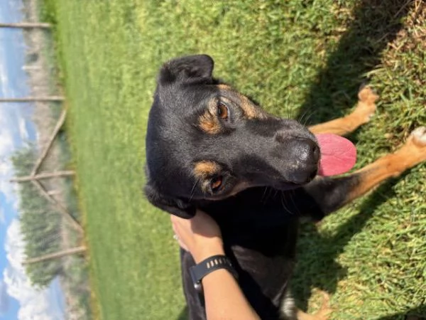 Tac, giovanissima, piccola e dolce | Foto 0