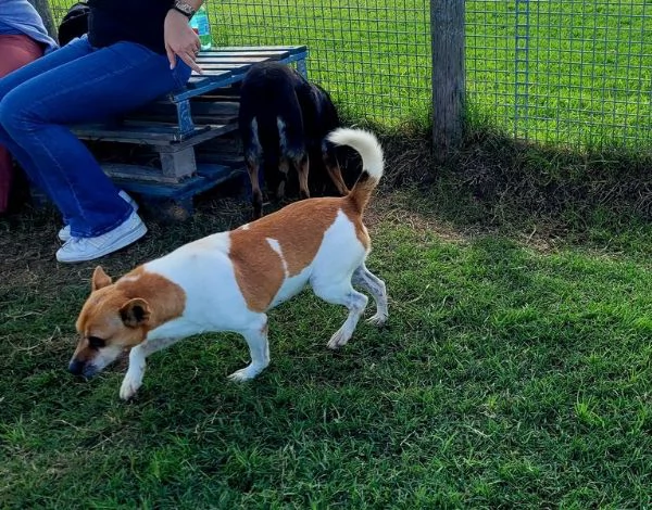 Tic derivato jack russell | Foto 4