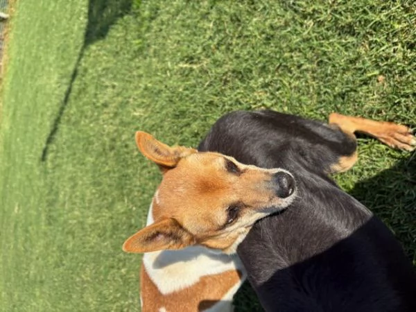 Tic derivato jack russell | Foto 3