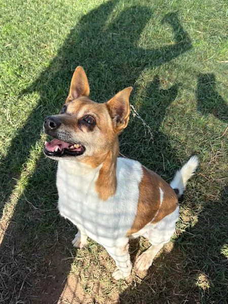 Tic derivato jack russell