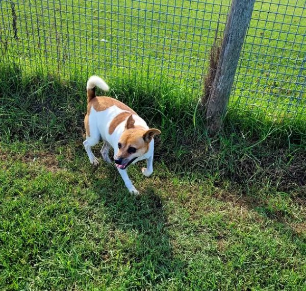 Tic derivato jack russell | Foto 2