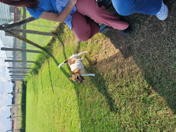 Tic derivato jack russell | Foto 1