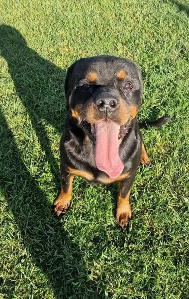 Aaron, un cuore grande come lui | Foto 4