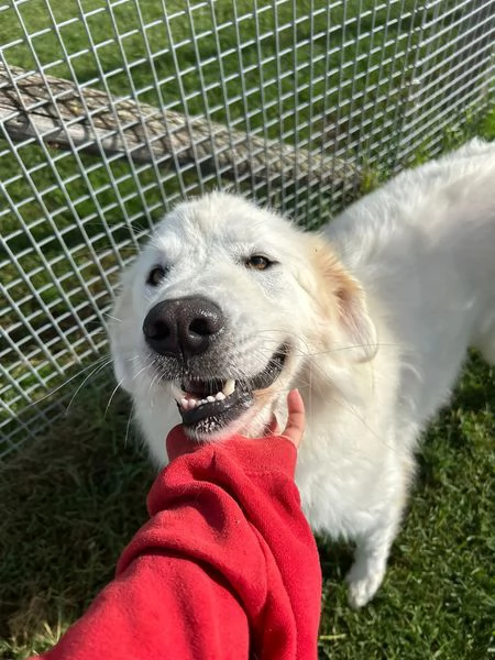 Spartaco dal manto candido | Foto 3