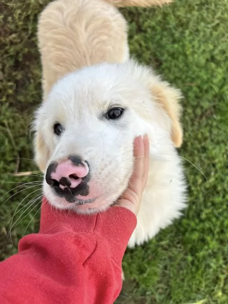 CESARE, cucciolo dal tartufo maculato