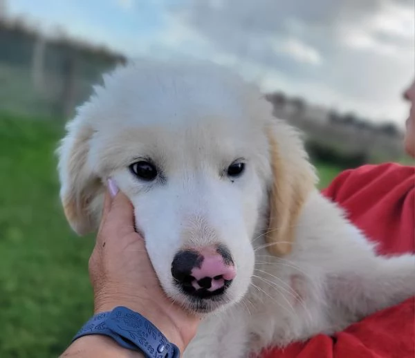 CESARE, cucciolo dal tartufo maculato | Foto 6