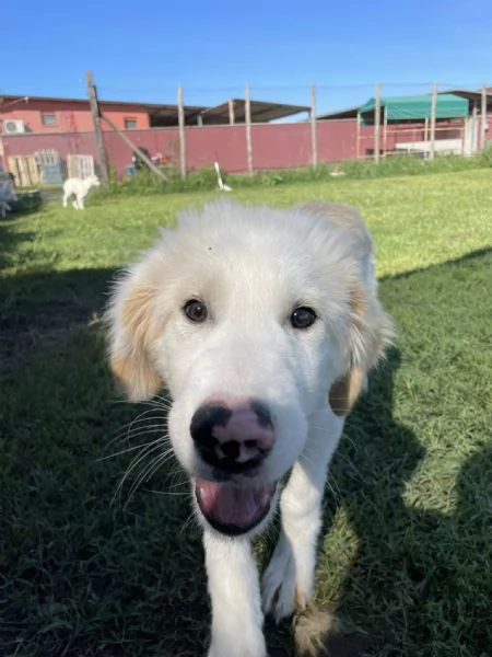CESARE, cucciolo dal tartufo maculato | Foto 5
