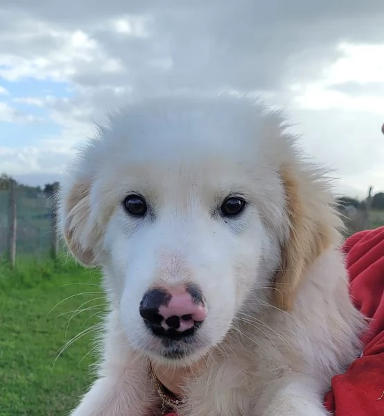 CESARE, cucciolo dal tartufo maculato | Foto 4