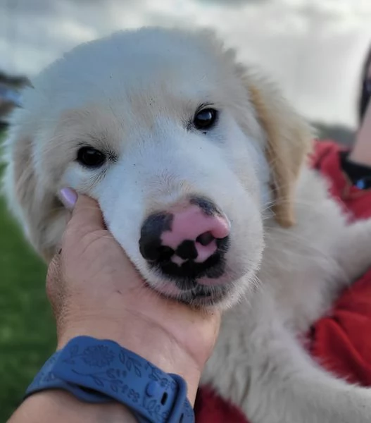CESARE, cucciolo dal tartufo maculato | Foto 3