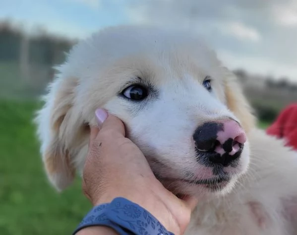 CESARE, cucciolo dal tartufo maculato | Foto 2
