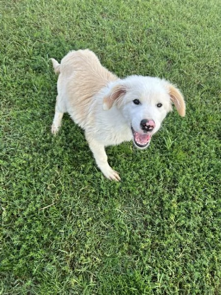 CESARE, cucciolo dal tartufo maculato | Foto 1