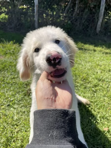 CESARE, cucciolo dal tartufo maculato | Foto 0