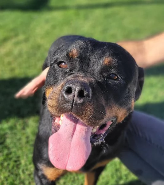 Beverly, straordinaria Rottweiler | Foto 6