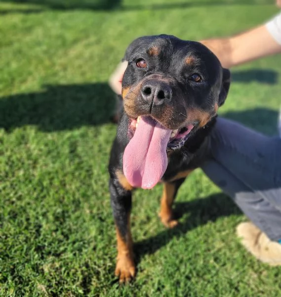 Beverly, straordinaria Rottweiler | Foto 5