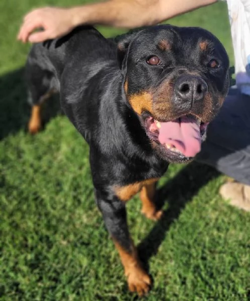 Beverly, straordinaria Rottweiler | Foto 4