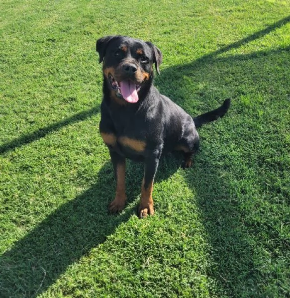 Beverly, straordinaria Rottweiler | Foto 3