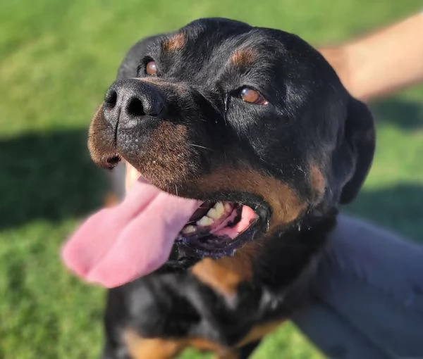 Beverly, straordinaria Rottweiler