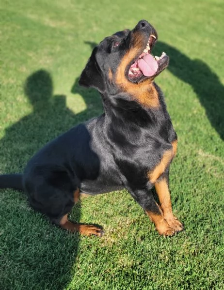 Beverly, straordinaria Rottweiler | Foto 1