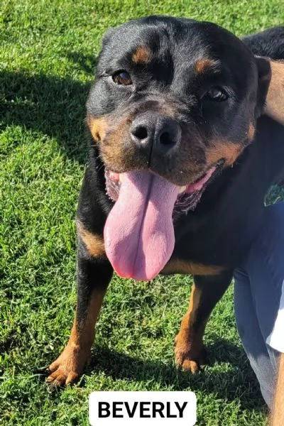Beverly, straordinaria Rottweiler | Foto 0
