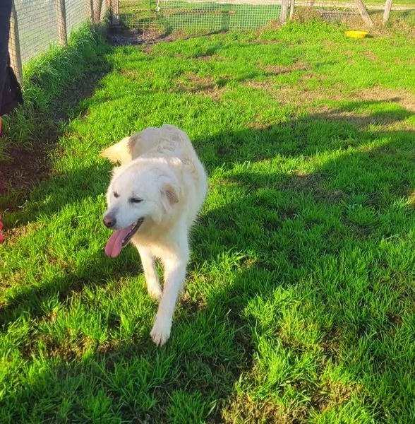 Lucilla cucciolona di pastore maremmano | Foto 6