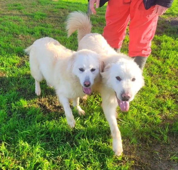 Lucilla cucciolona di pastore maremmano | Foto 2