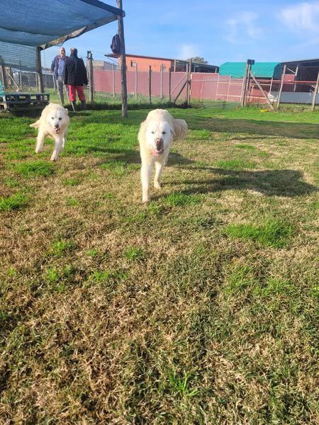 Lucilla cucciolona di pastore maremmano | Foto 1