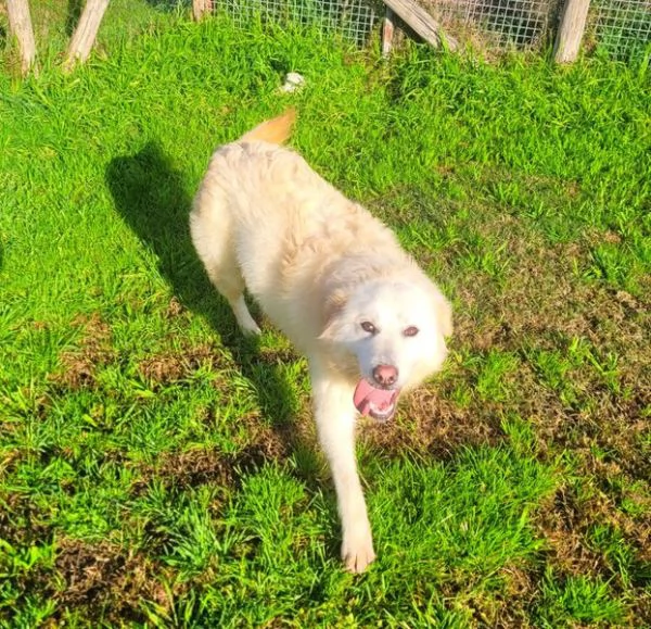 Lucilla cucciolona di pastore maremmano | Foto 0