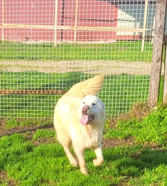 Lucius, cucciolone di pastore maremmano | Foto 6