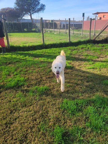 Lucius, cucciolone di pastore maremmano | Foto 5