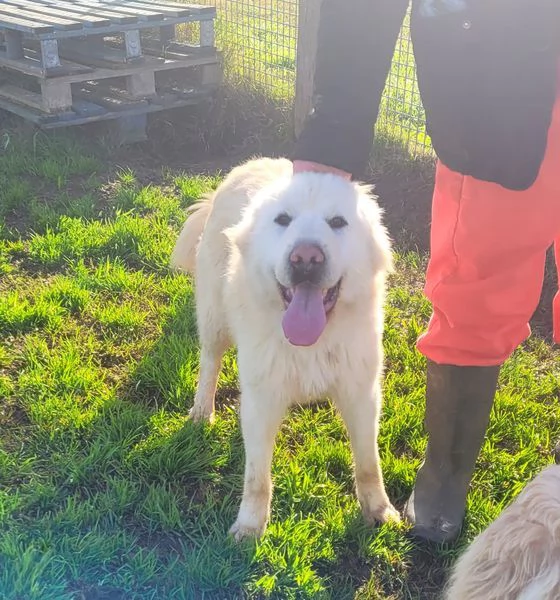 Lucius, cucciolone di pastore maremmano | Foto 4