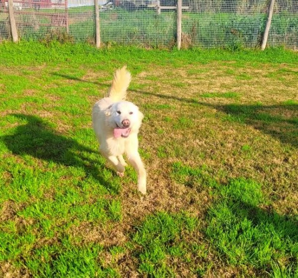 Lucius, cucciolone di pastore maremmano | Foto 3