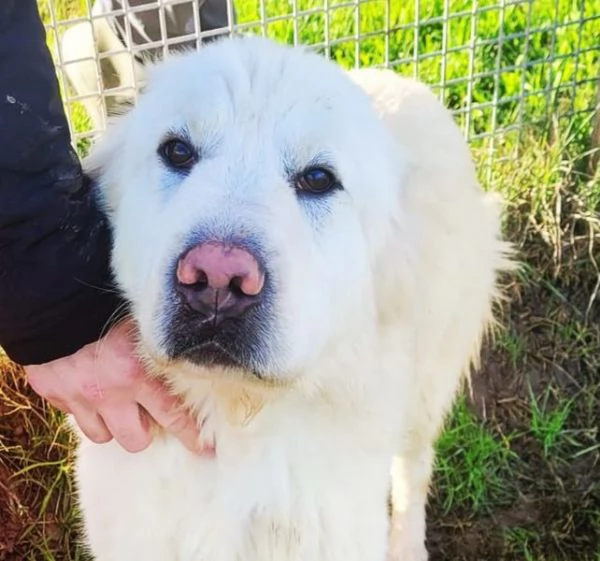 Lucius, cucciolone di pastore maremmano