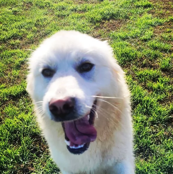 Lucius, cucciolone di pastore maremmano | Foto 2