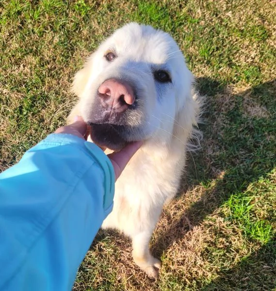 Lucius, cucciolone di pastore maremmano | Foto 1