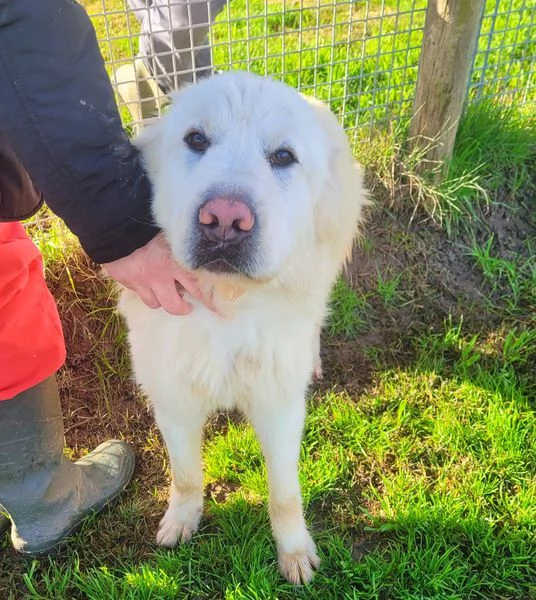 Lucius, cucciolone di pastore maremmano | Foto 0