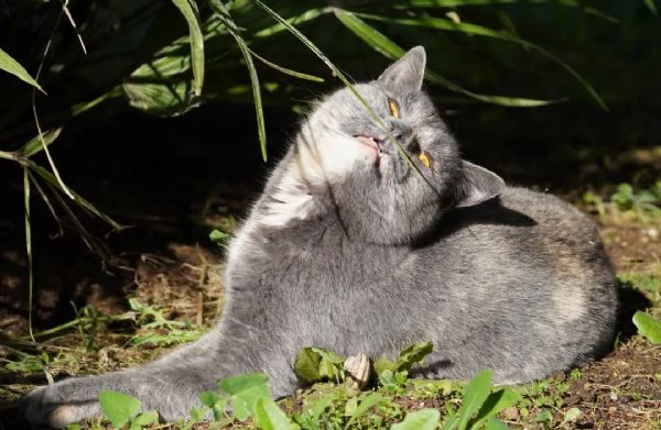 Scheggia, gattina meravigliosa | Foto 4